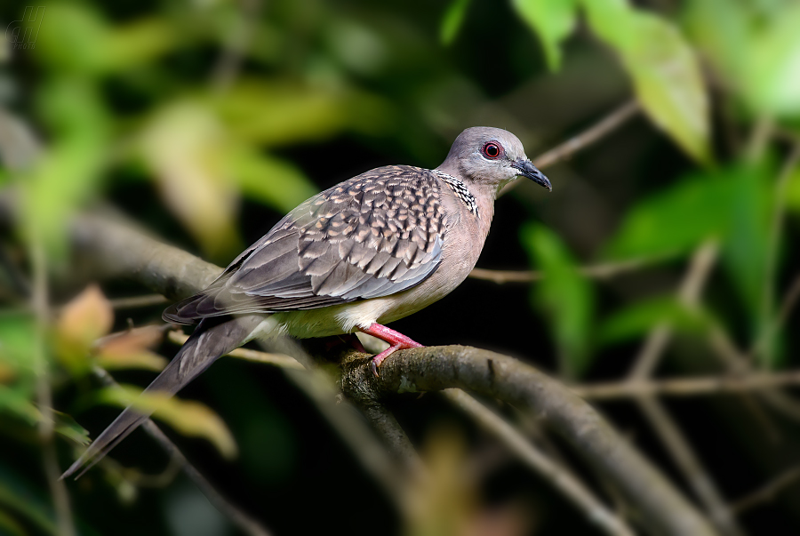 hrdlička kropenatá - Streptopelia chinensis