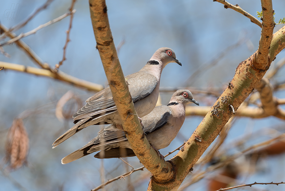 hrdlička šedoocasá - Streptopelia decipiens