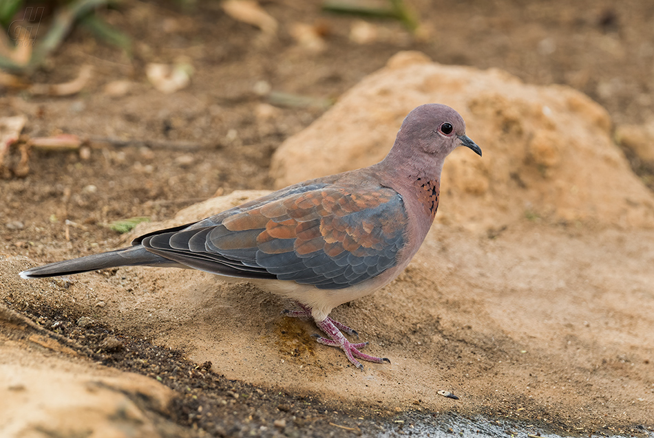 hrdlička senegalská - Spilopelia senegalensis