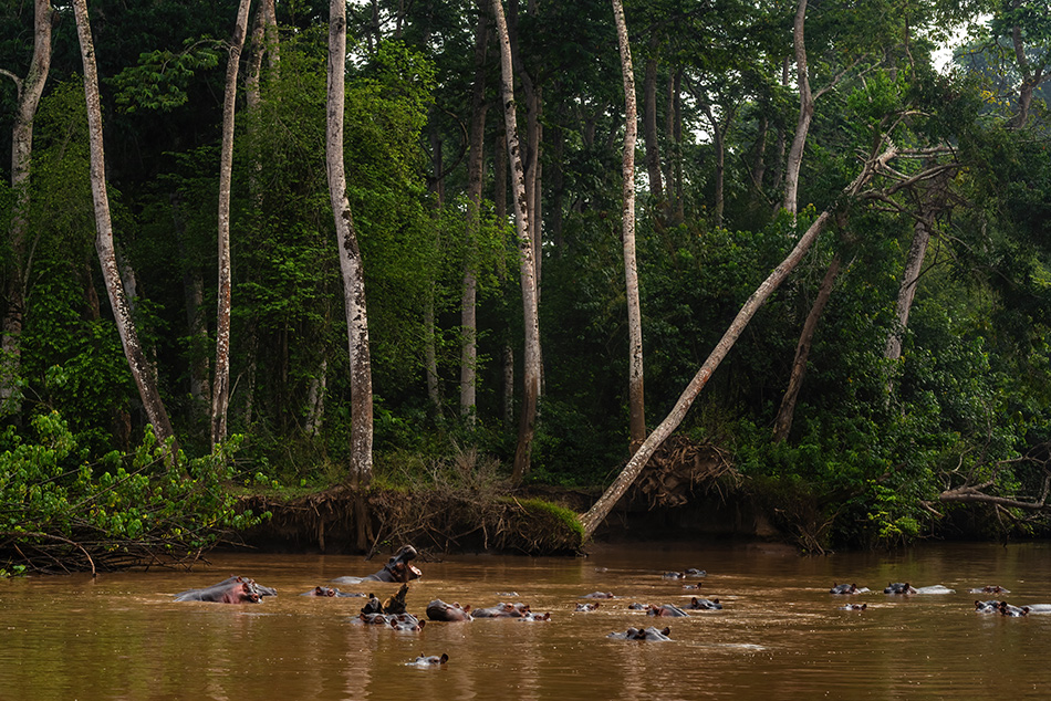 hroch obojživelný - Hippopotamus amphibius