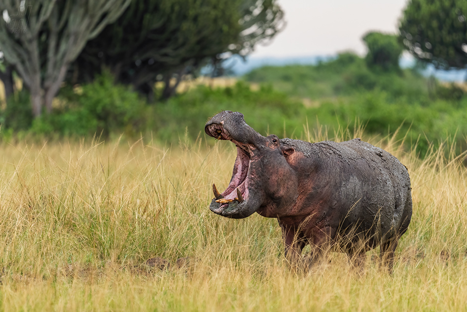hroch obojživelný - Hippopotamus amphibius