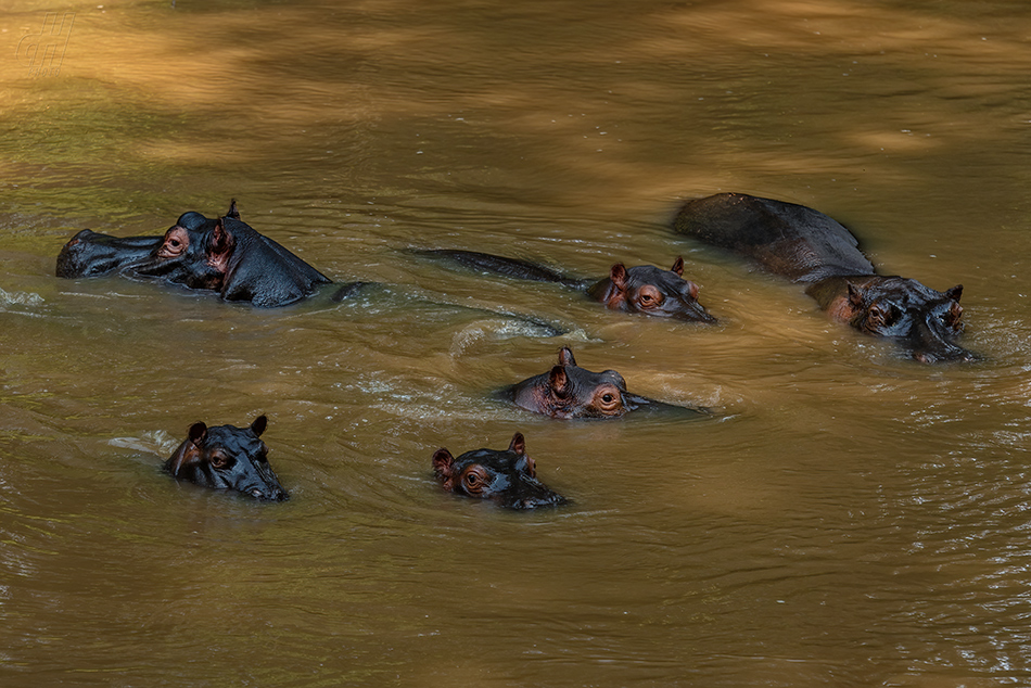 hroch obojživelný - Hippopotamus amphibius