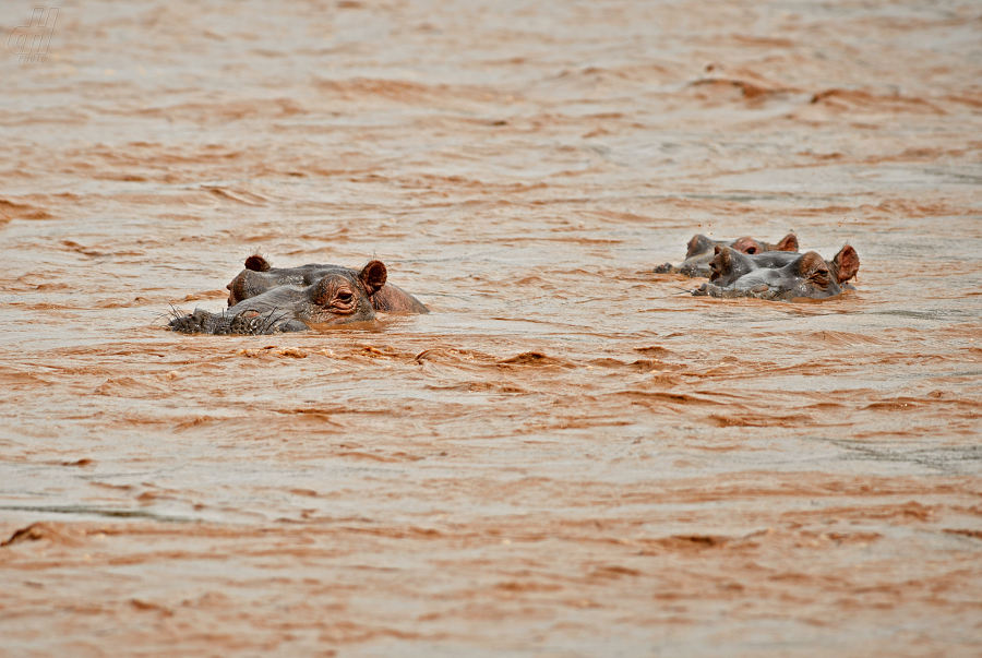 hroch obojživelný - Hippopotamus amphibius