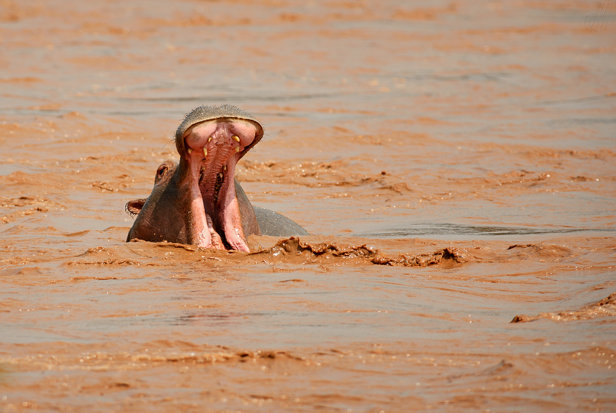 hroch obojživelný - Hippopotamus amphibius
