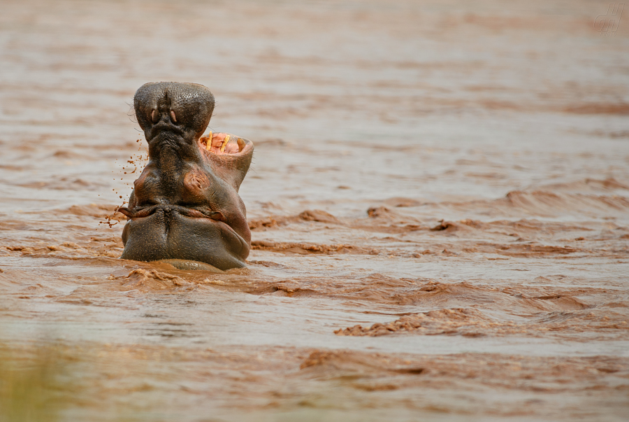 hroch obojživelný - Hippopotamus amphibius