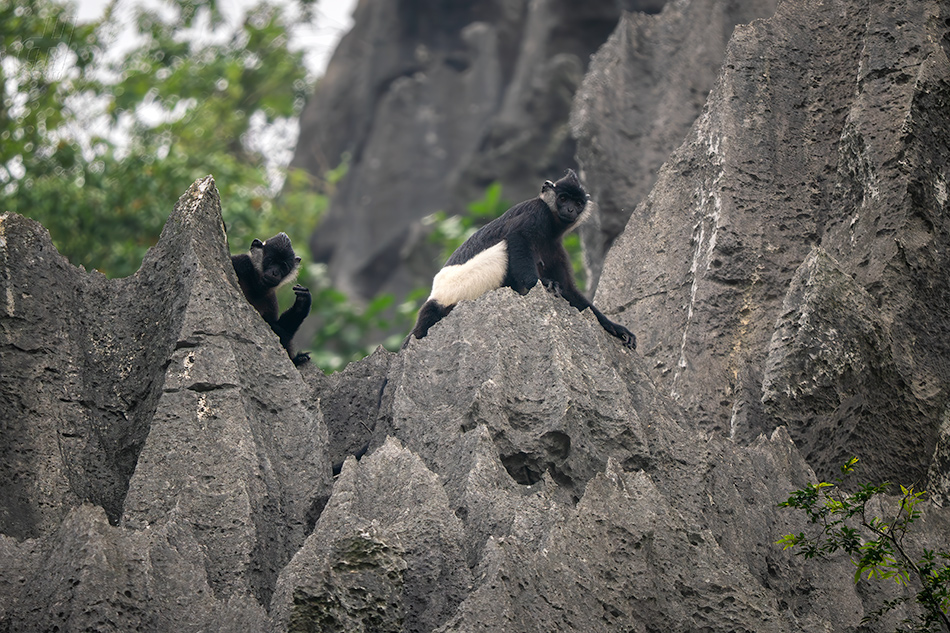 hulman Delacourův - Trachypithecus delacouri