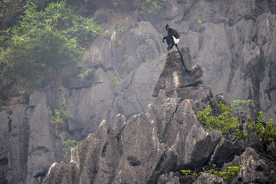 hulman Delacourův - Trachypithecus delacouri