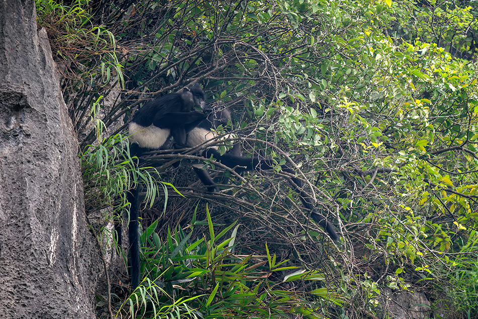 hulman Delacourův - Trachypithecus delacouri