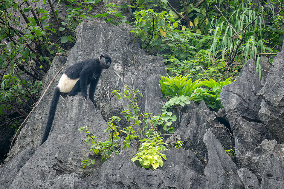 hulman Delacourův - Trachypithecus delacouri