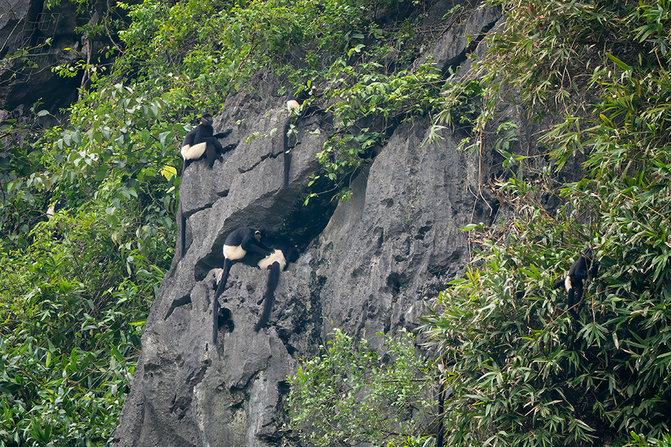 hulman Delacourův - Trachypithecus delacouri