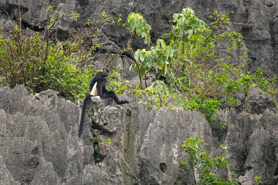 hulman Delacourův - Trachypithecus delacouri