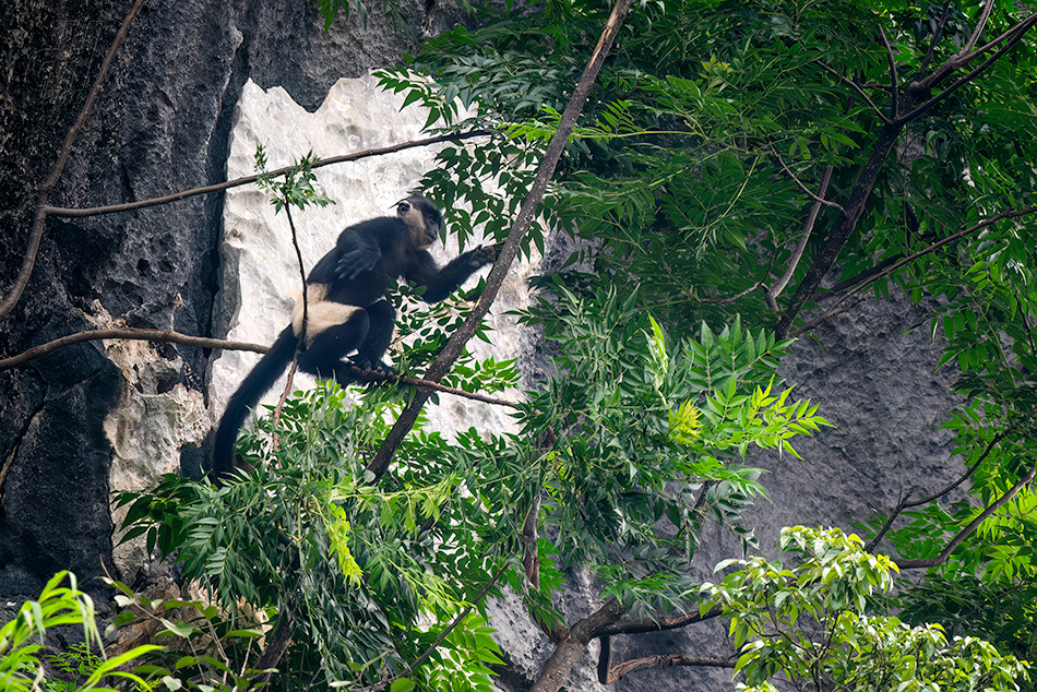 hulman Delacourův - Trachypithecus delacouri