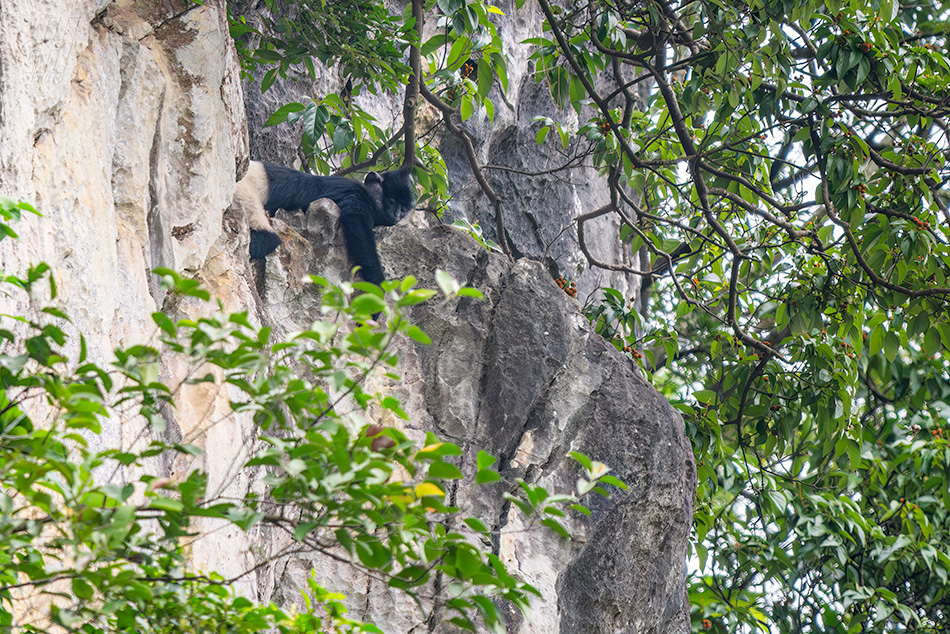 hulman Delacourův - Trachypithecus delacouri