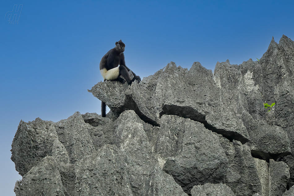 hulman Delacourův - Trachypithecus delacouri