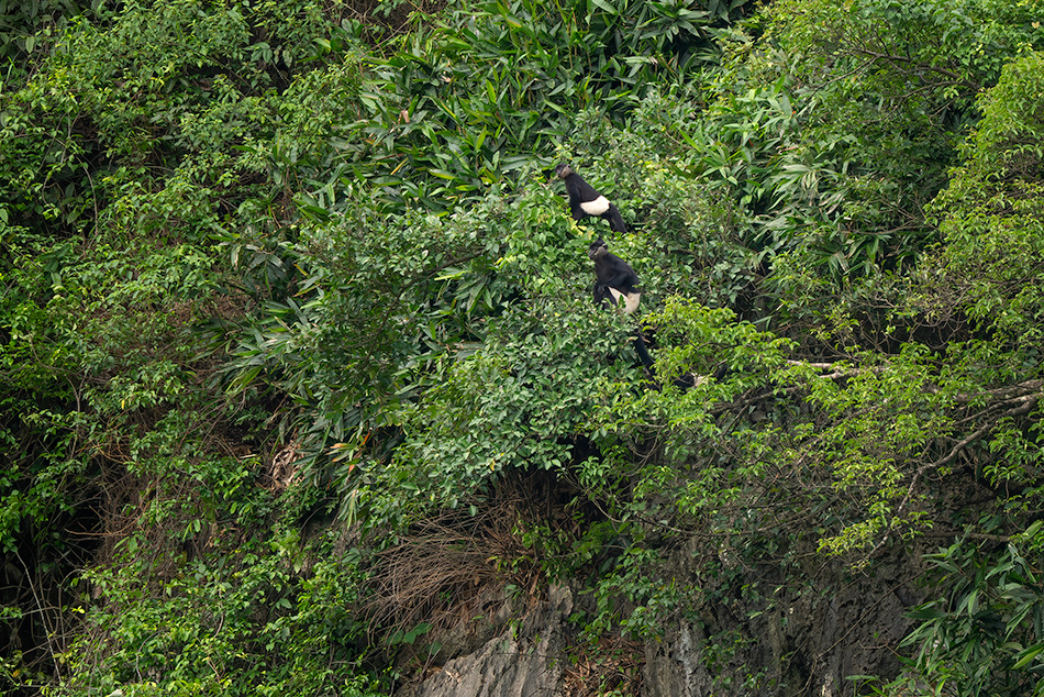 hulman Delacourův - Trachypithecus delacouri