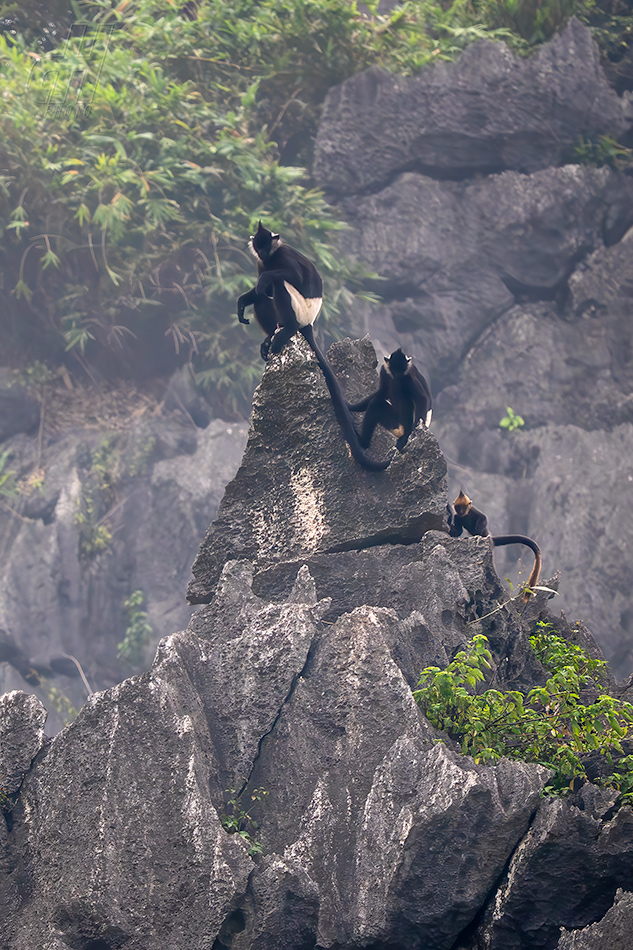 hulman Delacourův - Trachypithecus delacouri
