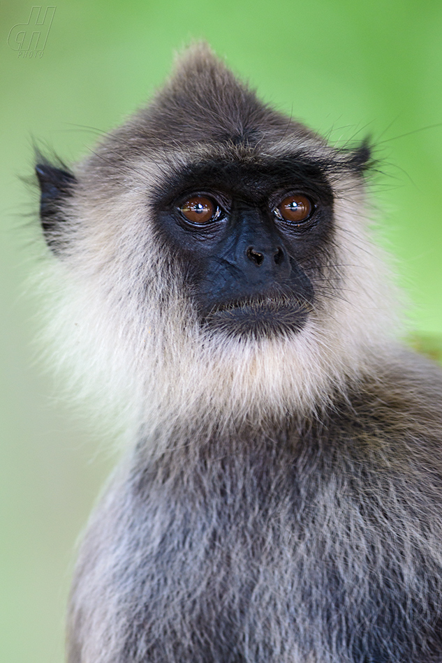 hulman posvátný - Semnopithecus entellus