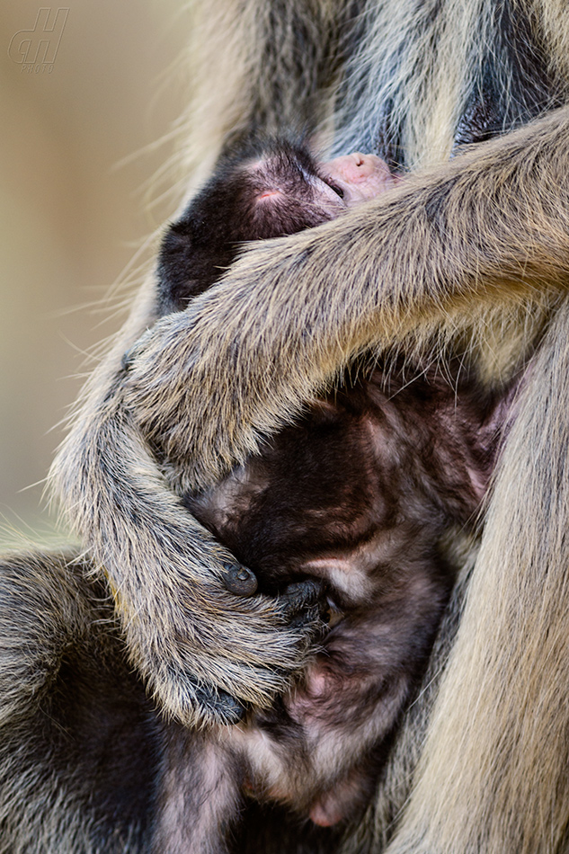 hulman posvátný - Semnopithecus entellus