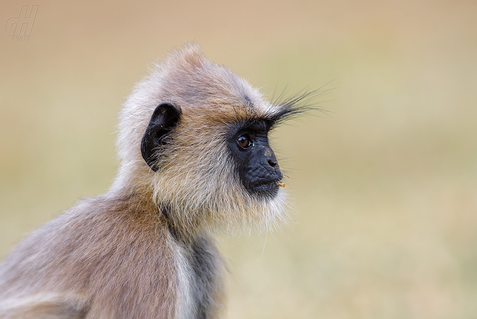 hulman posvátný - Semnopithecus entellus