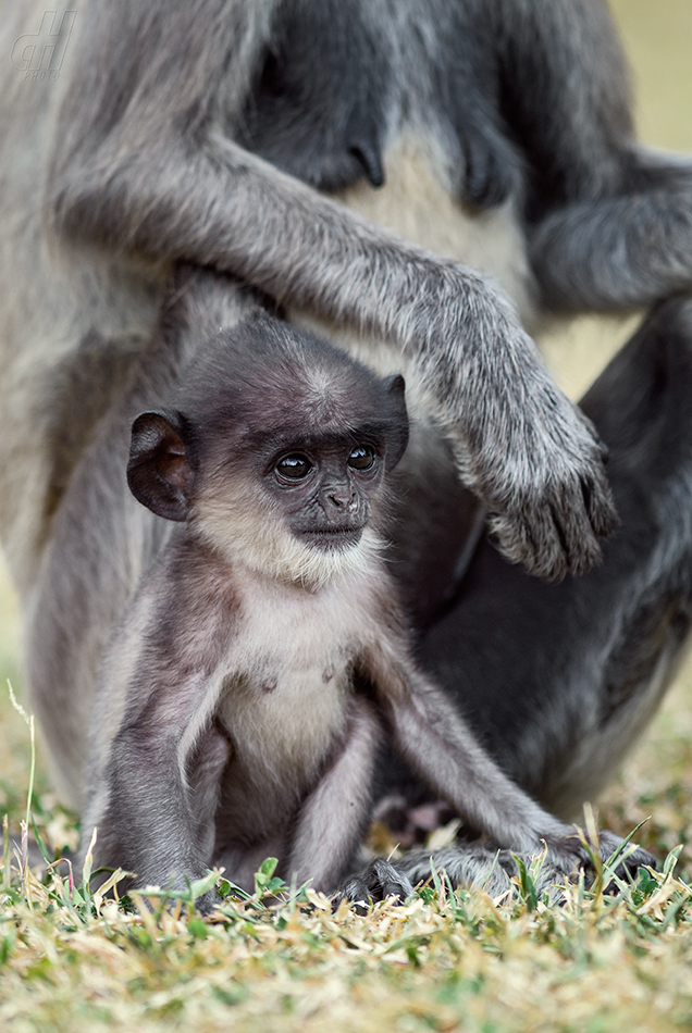 hulman posvátný - Semnopithecus entellus