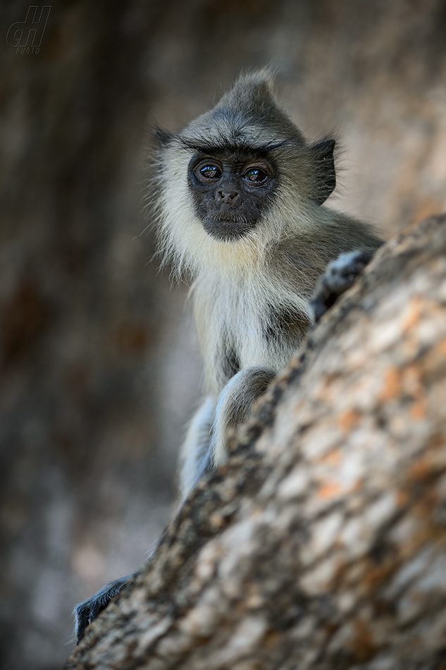 hulman posvátný - Semnopithecus entellus