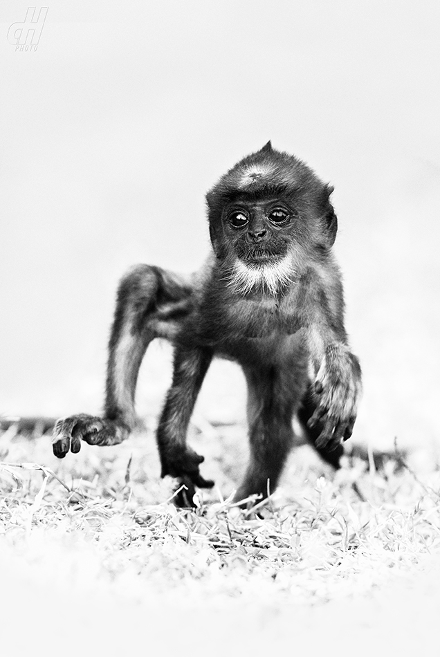 hulman posvátný - Semnopithecus entellus