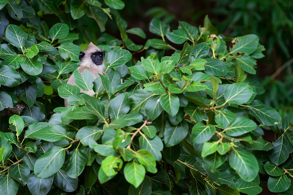 hulman posvátný - Semnopithecus entellus