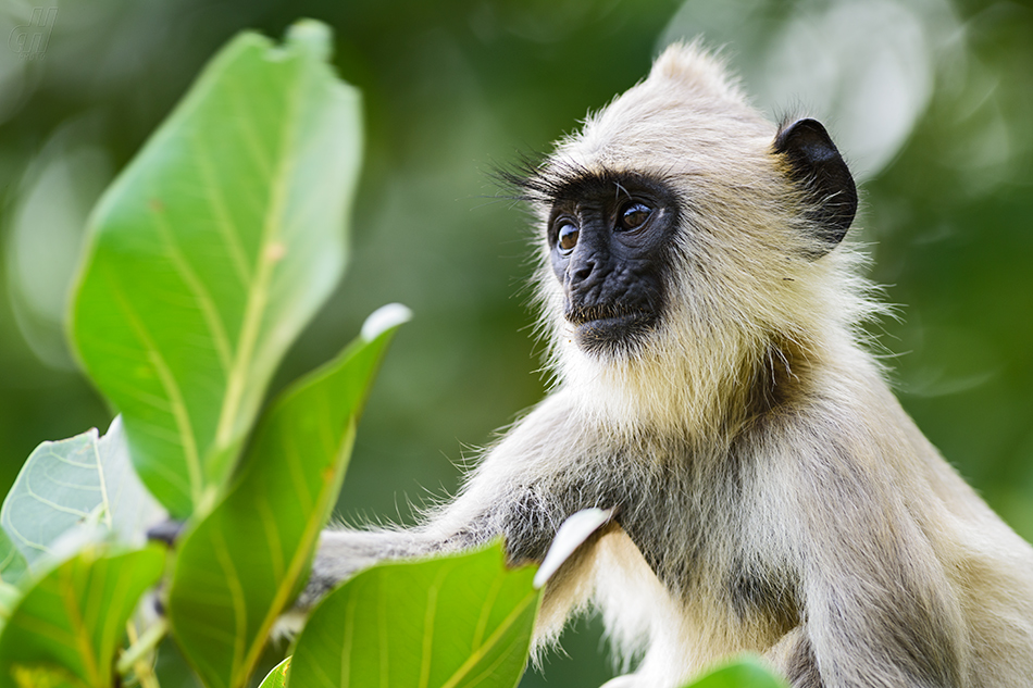 hulman posvátný - Semnopithecus entellus