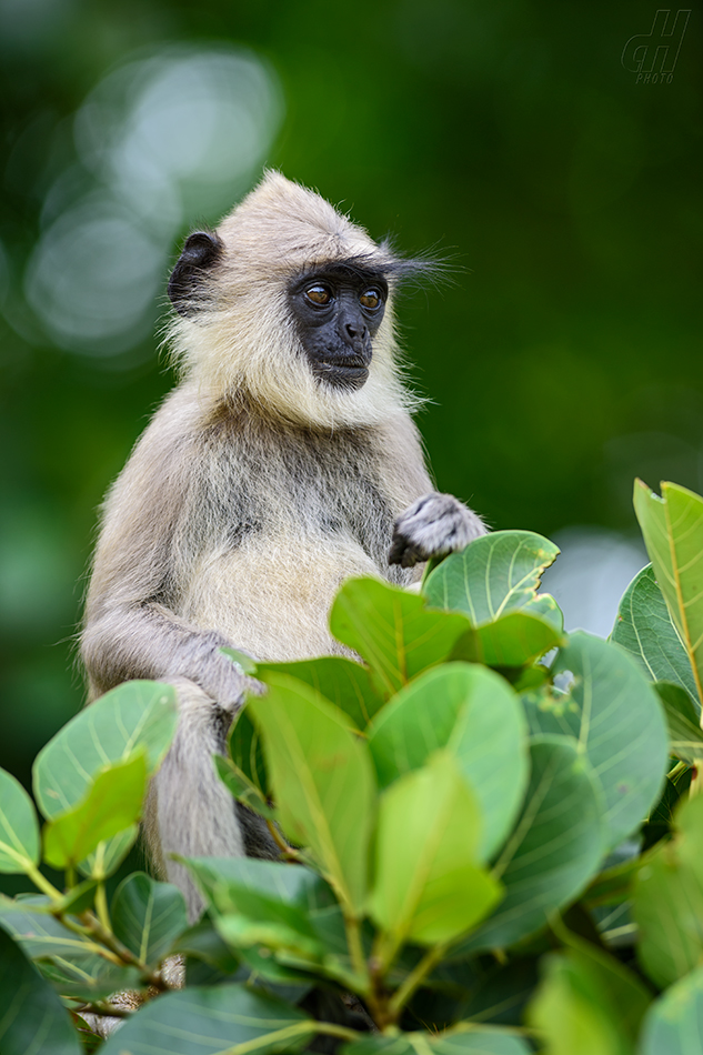 hulman posvátný - Semnopithecus entellus