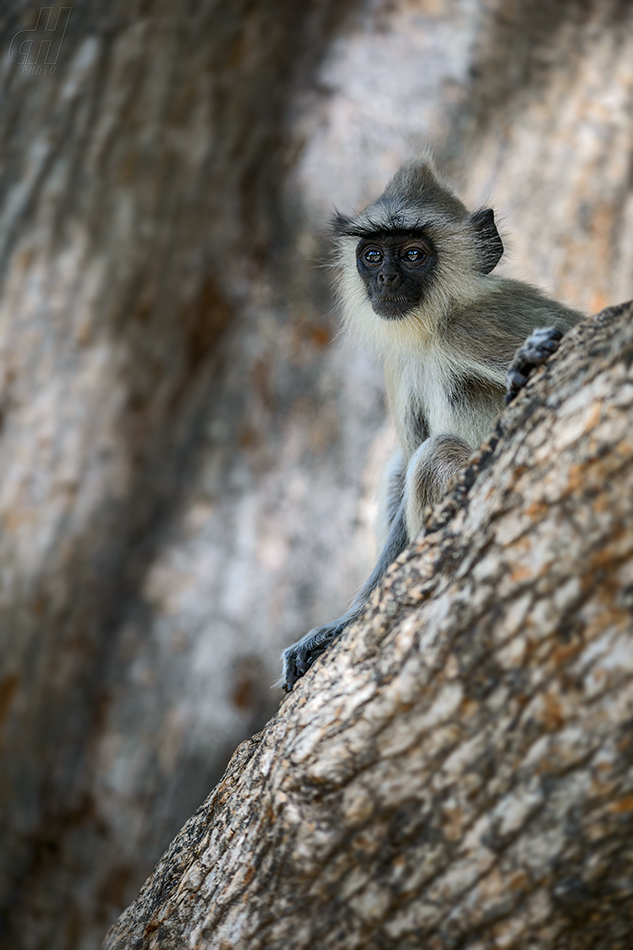 hulman posvátný - Semnopithecus entellus