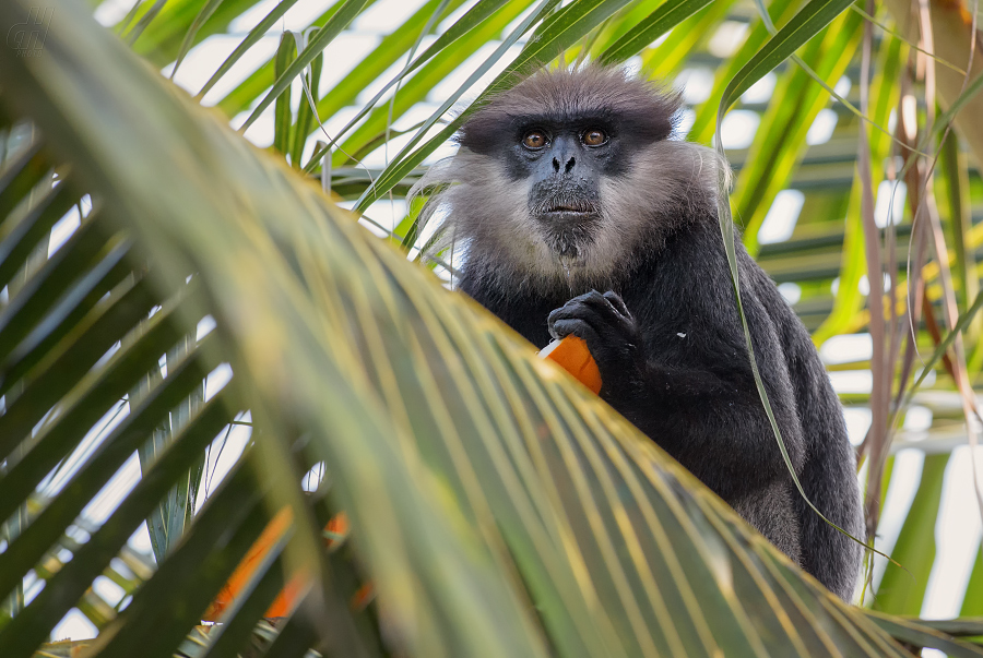 hulman rudolící - Trachypithecus vetulus