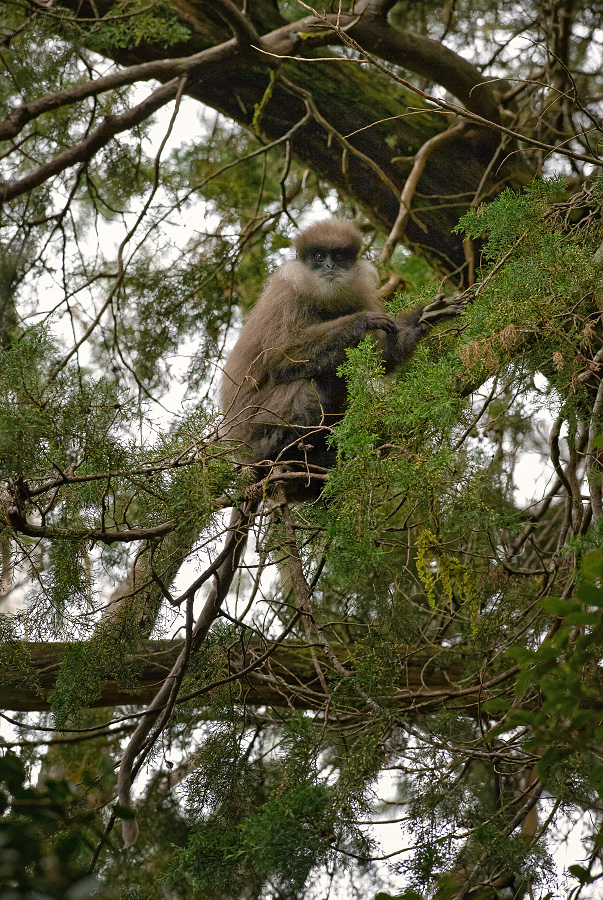 hulman rudolící - Trachypithecus vetulus