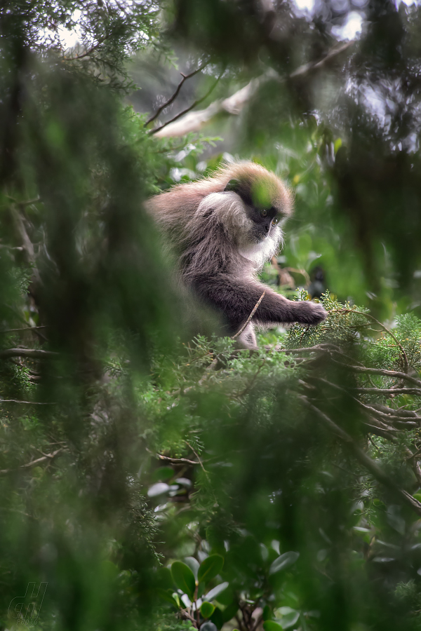 hulman rudolící - Trachypithecus vetulus