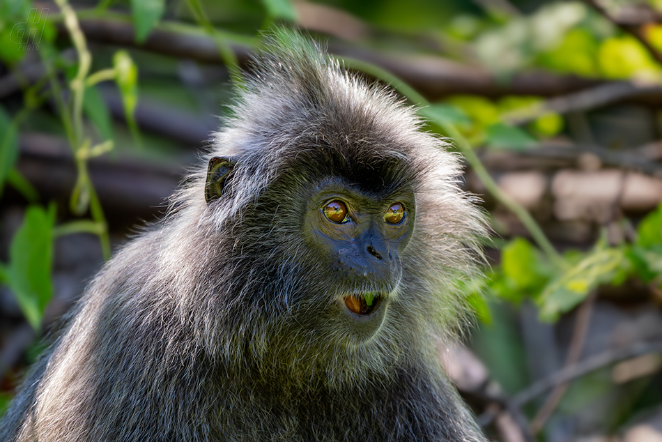 hulman stříbrný - Trachypithecus cristatus