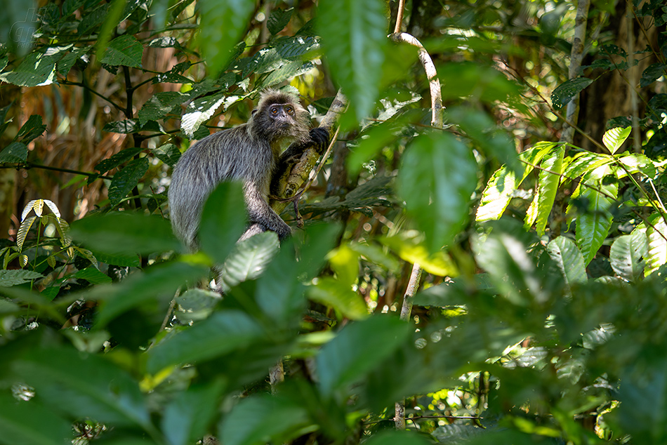 hulman stříbrný - Trachypithecus cristatus