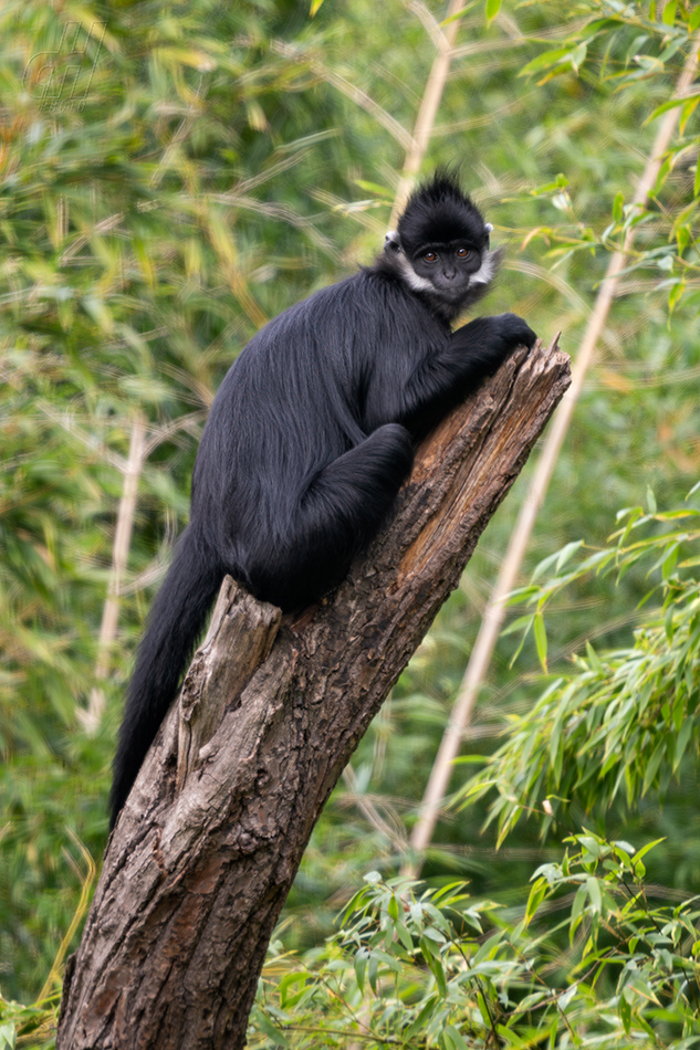 hulman uzdičkový - Trachypithecus francoisi