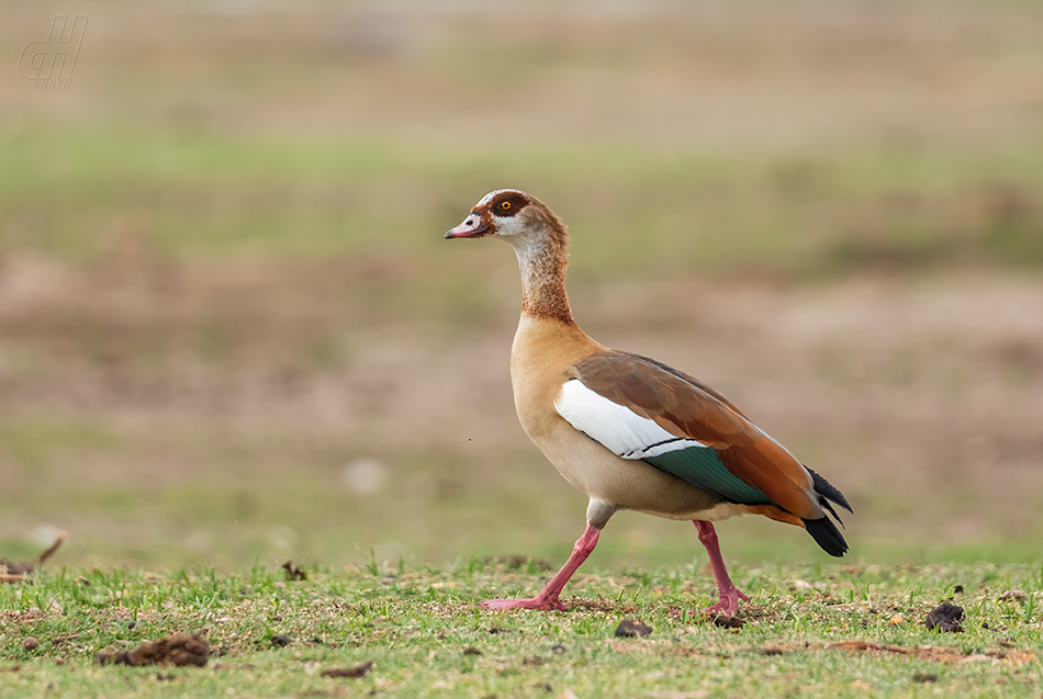 husice egyptská - Alopochen aegyptiaca