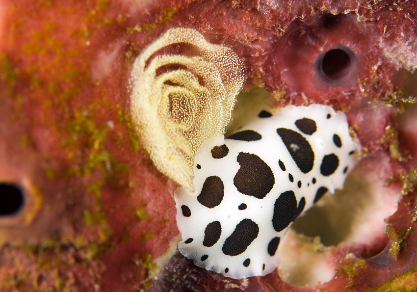 hvězdnatka leopardí - Peltodoris atromaculata