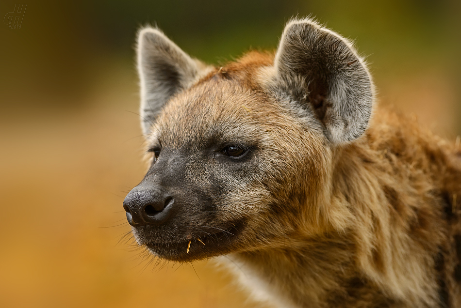 hyena skvrnitá - Crocuta crocuta