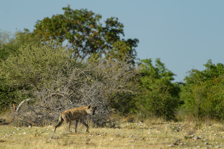 hyena skvrnitá - Crocuta crocuta