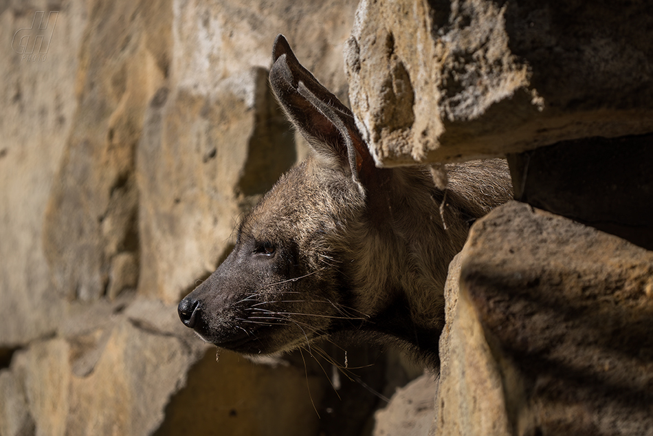 hyena žíhaná - Hyaena hyaena