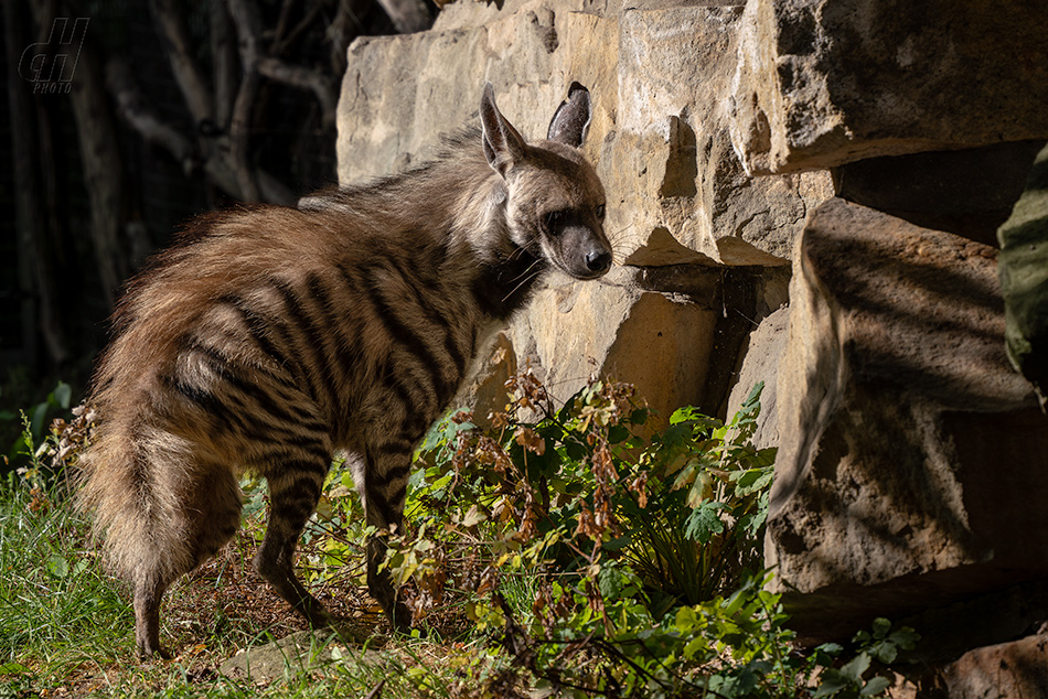 hyena žíhaná - Hyaena hyaena