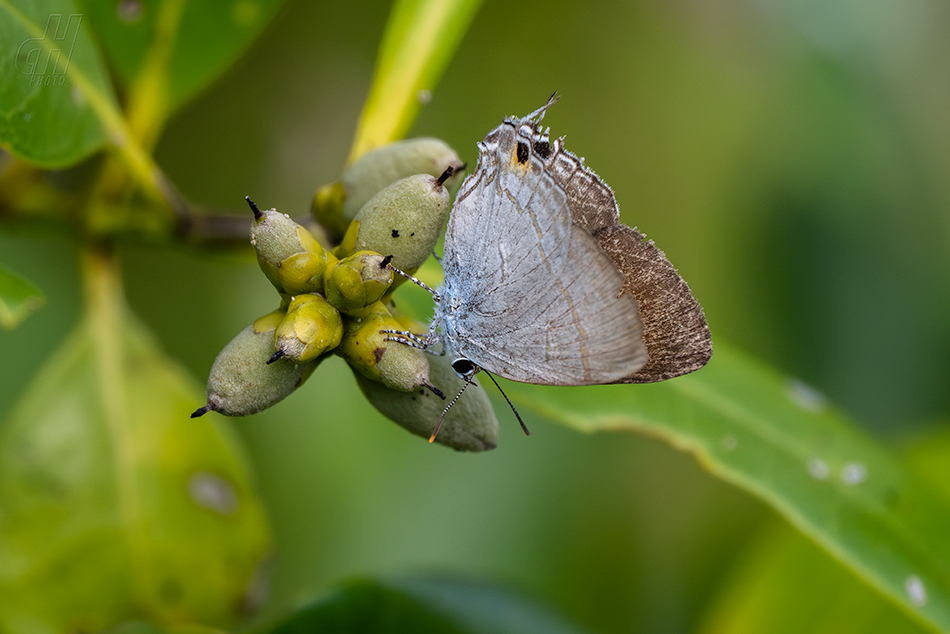 Hypolycaena erylus