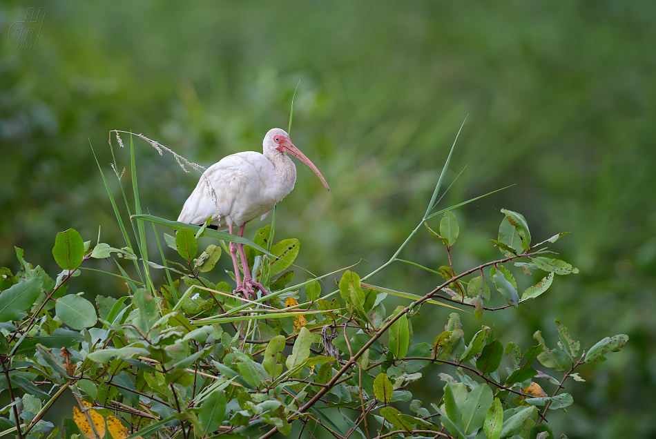 ibis bílý - Eudocimus albus