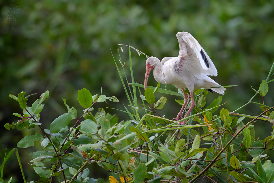 ibis bílý - Eudocimus albus
