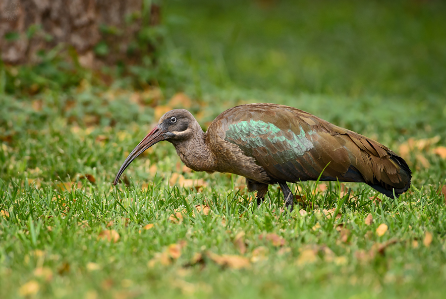 ibis hagedaš - Bostrychia hagedash