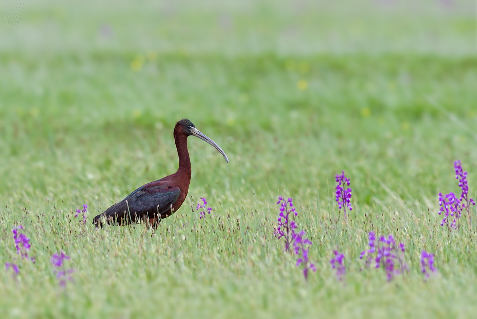 ibis hnědý - Plegadis falcinellus