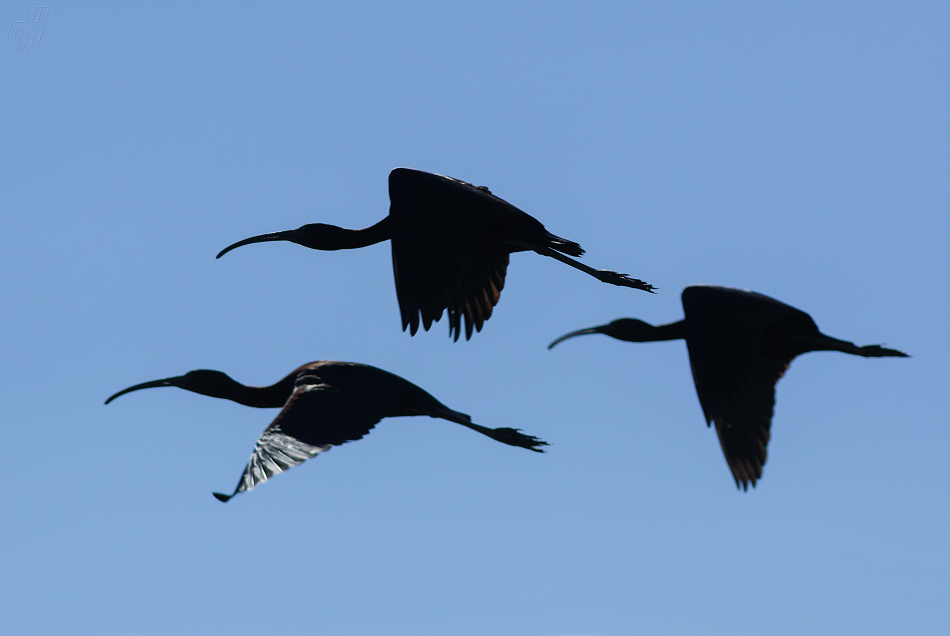 ibis hnědý - Plegadis falcinellus