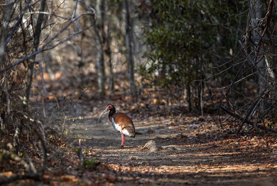 ibis madagaskarský - Lophotibis cristata