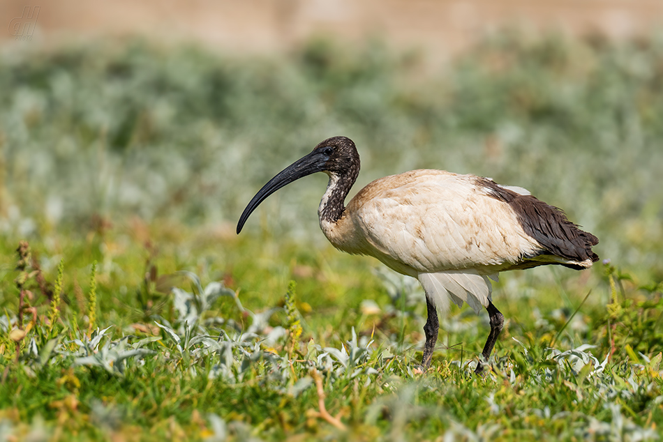 ibis posvátný - Threskiornis aethiopicus